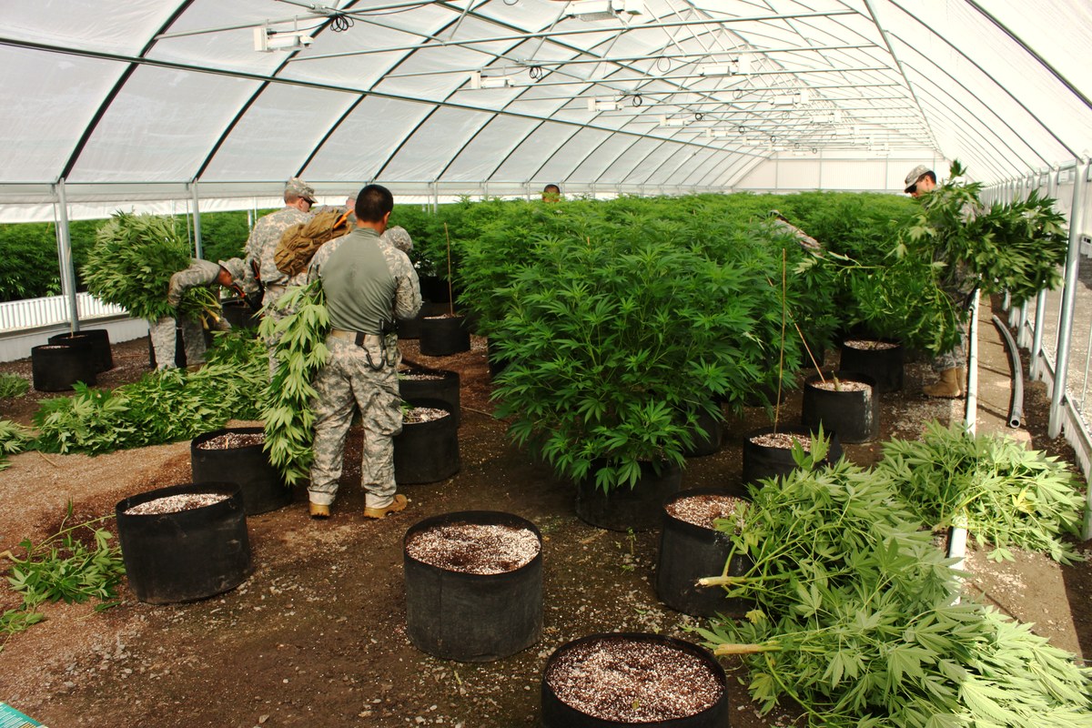 Task force members cutting down marijuana plants at an illicit grow site